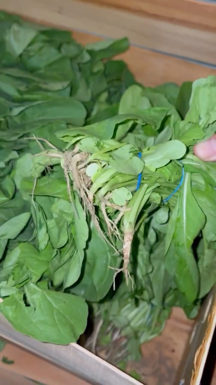 Fresh arugula ingredients